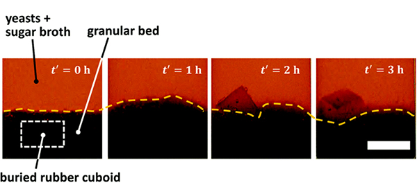 187_20211208_PR_microbial_brazil_nut_effect_pic1.jpg