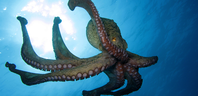 Japan’s ‘Common Octopus’ Not So Common After All