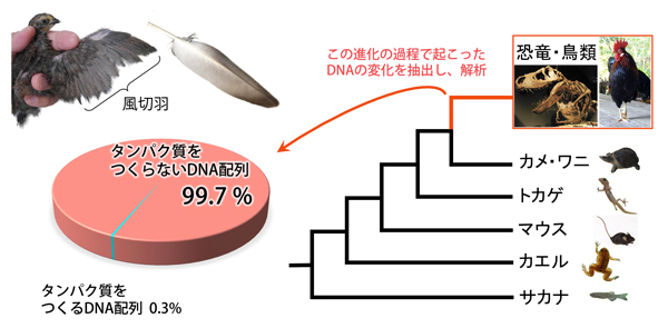 図：鳥類が進化する際に、新たな遺伝子の獲得はほとんどなかった