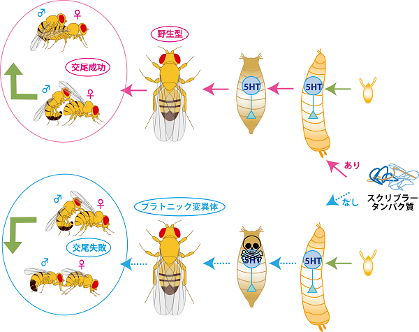 tohokuuniv-press20161212_02.png