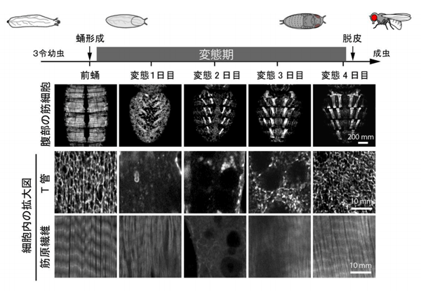 tohokuuniv-press20170111_01.png