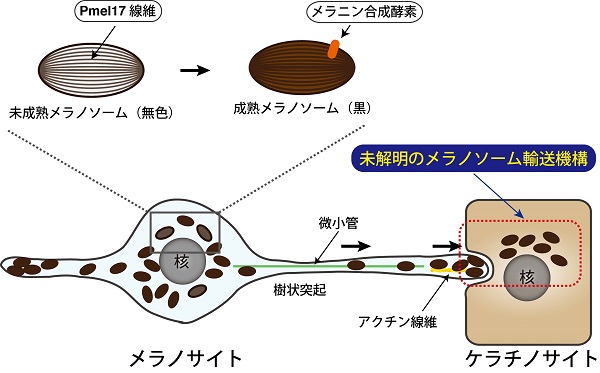 tohokuuniv-press20170119_01.jpg