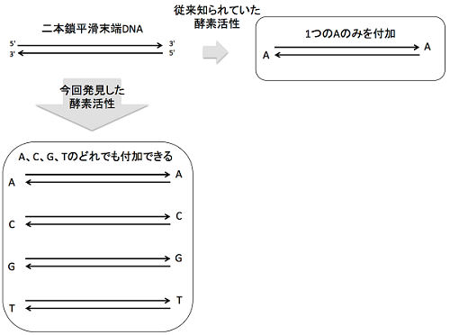 tohokuuniv-press20170206_01.png