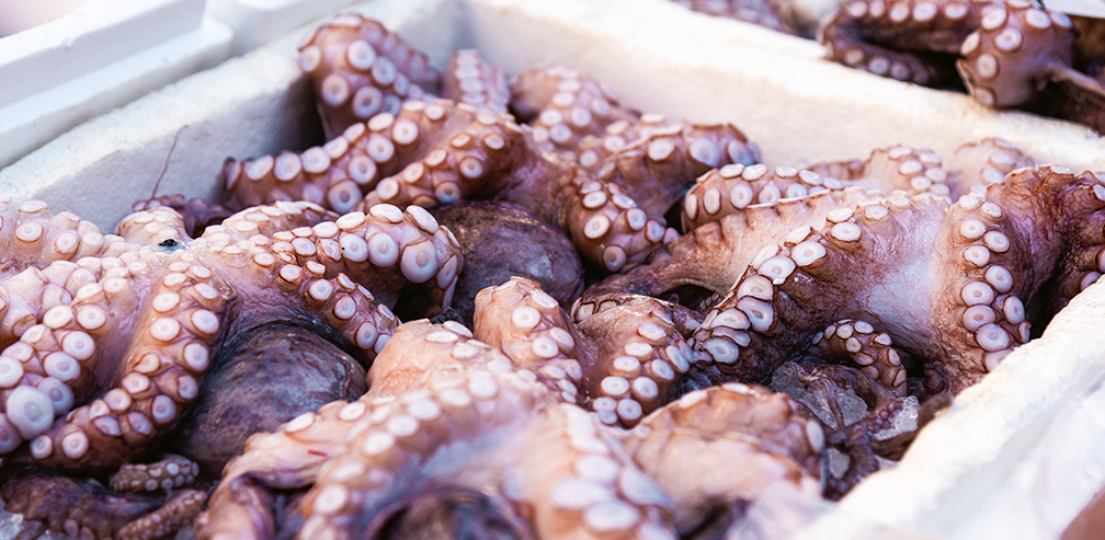 National Science Foundation Funds Tohoku University-led Seafood Traceability Network