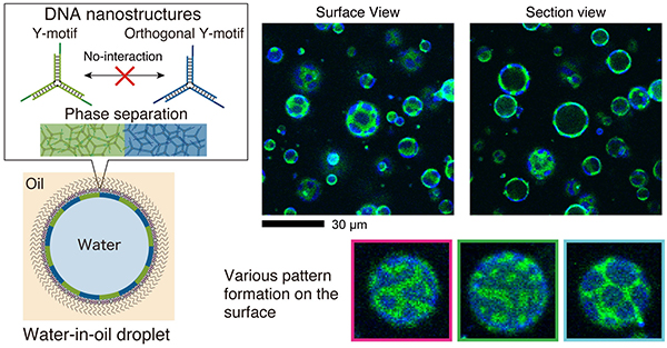 181_20211203_PR_changing_pattersns_DNA_microcapsules_pic2.jpg