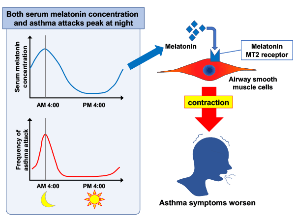 189_20211210_PR_asthma_exasperates_asthma_pic1.png