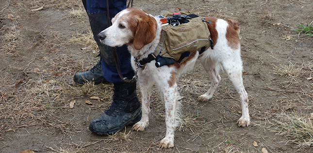 Robo-Dogs to the Rescue