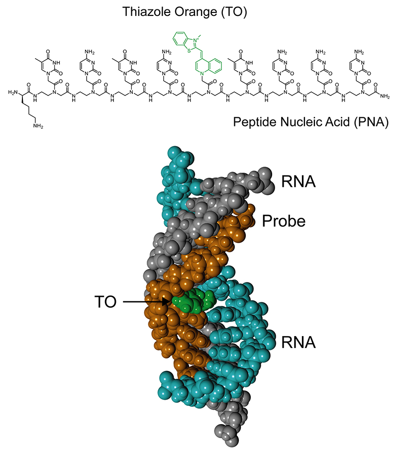 Research News New Analytical Tool For Fluorescence Detection Of Double Stranded Rna Tohoku University Global Site