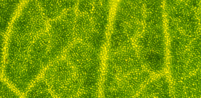 Collapsed chloroplasts are targeted in self-eating process