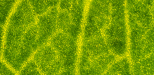 Collapsed chloroplasts are targeted in self-eating process