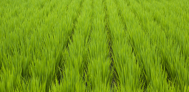 Plasma protection for rice crops
