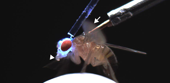 Socialization alters fruit fly sexuality