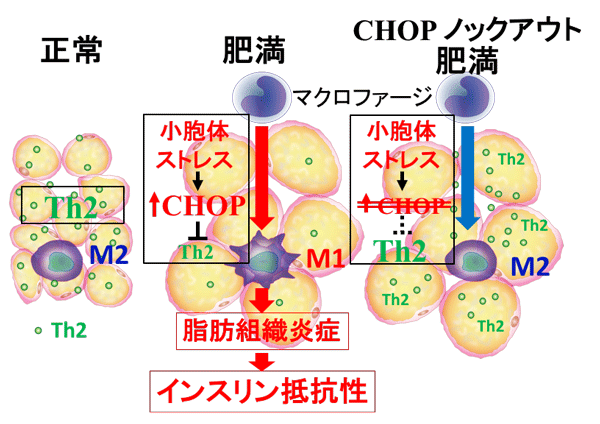 なぜ太るのか【肥満のメカニズム】