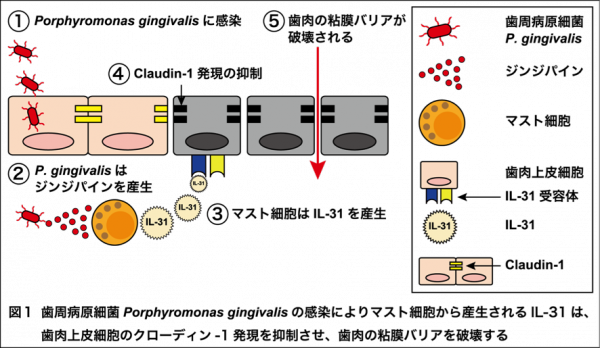 tohokuuniv_press_20181217_01_shisyubyo_web.png