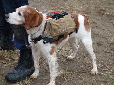 サイバー救助犬ゴン太1