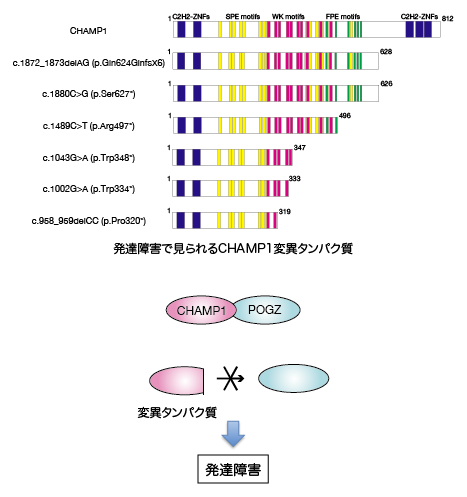 （図）