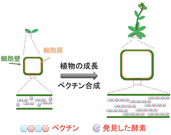 植物成長に伴う細胞壁ペクチン合成の仕組みを解明 プレス