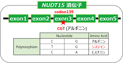 tohokuuniv-press20180413_chiopurin2.png