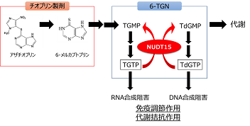 tohokuuniv-press20180413_chiopurin3.png