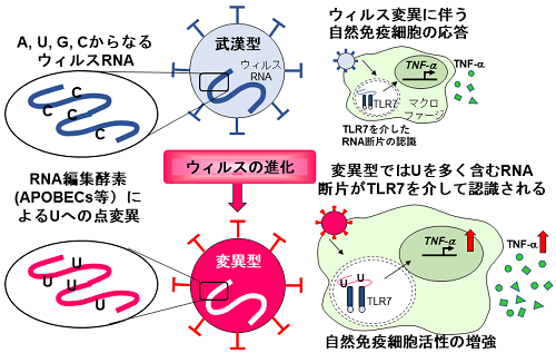 メインメニュー2020年 | プレスリリース・研究成果カテゴリ