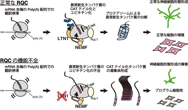 異常タンパク質につく目印が神経変性を起こす仕組みを | プレス 異常タンパク質につく目印が神経変性を起こす仕組みを | プレス