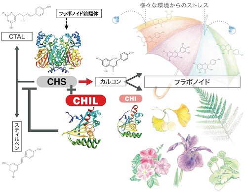 フラボノイド生合成酵素の 影武者 カルコン異性化酵 プレスリリース 研究成果 東北大学 Tohoku University
