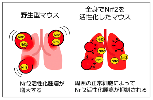 腫瘍 悪性 希少がんの1つとされる「悪性脳腫瘍」とは 主なタイプと症状・治療法