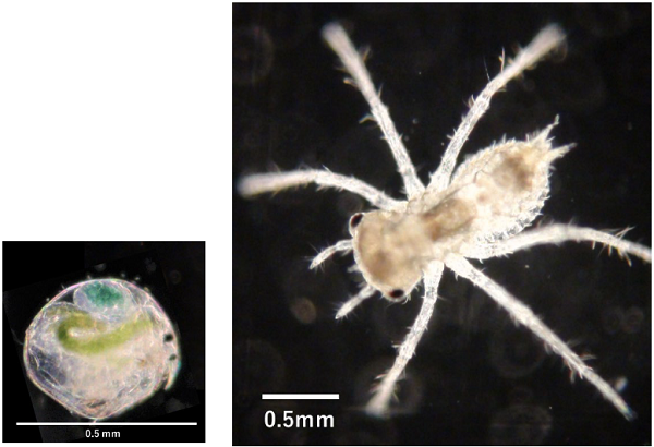 ミジンコの仲間は 死んだふり でヤゴを欺く プレスリリース 研究成果 東北大学 Tohoku University