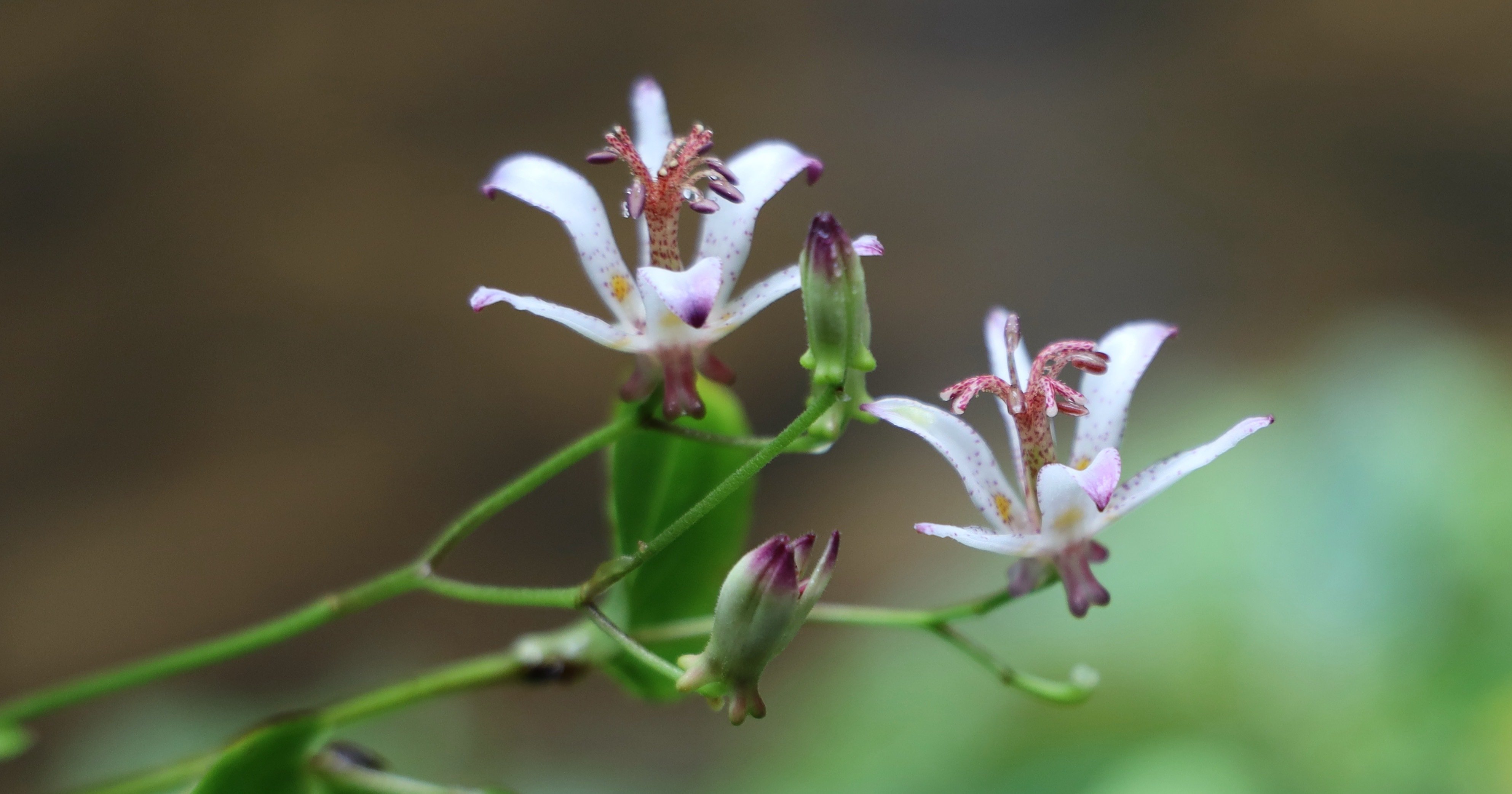 【受注生産品】 動植物研究会報 日本大学農獣医学部動植物研究会 動物・植物 生物学