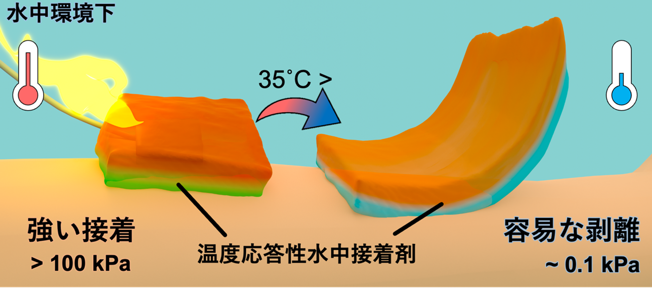 体温付近で接着力が１０００倍変化する 脱着可能な水中接着剤を開発 ～ムール貝からヒントを得た接着メカニズム～