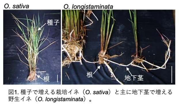 ジベレリンによる地下茎腋芽の発達制御～植物ホルモンによる地下茎の制御機構を野生イネで解明～
