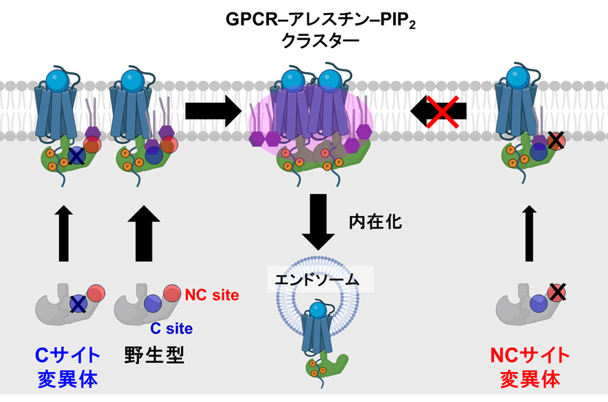 細胞の情報伝達を制御する足場脂質～アレスチンと膜脂質の協調作用による受容体の細胞内取り込み機構～