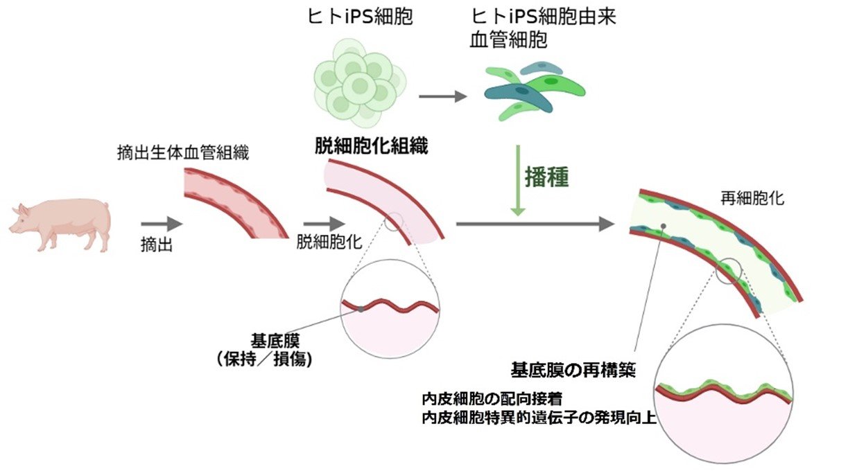 組織細胞化学 ２００１/学際企画/日本組織細胞化学会（単行本） 書籍】組織細胞化学 2024〜1999