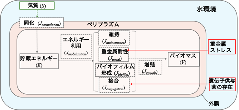 細菌と薬剤耐性拡散の関係理解に新たな道筋～水環境中の細菌のエネルギー配分に着目した数理モデル～