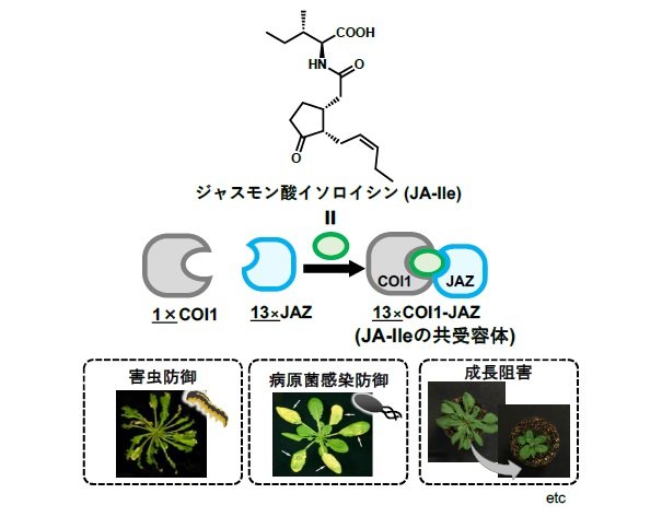 植物のストレス反応スイッチの受容体を狙い撃ち制御～二面性をもつ分子による新戦略～