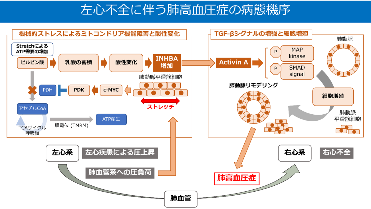 左心疾患に伴う肺高血圧症の病態機序解明へ～INHBAを含むTGF-βシグナルがカギを握る～