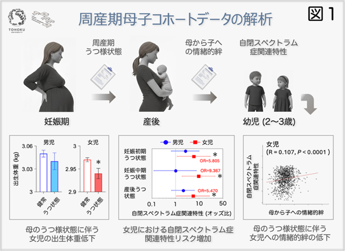母親の周産期うつ状態と幼児の神経発達との関連 大規模調査データの解析と動物実験で男女で異なるリスクを解明