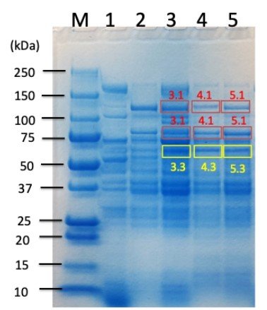 ソルガム残渣を分解・糖化する酵素群の全容解明！～微生物酵素による環境にやさしいブタノール製造に期待～