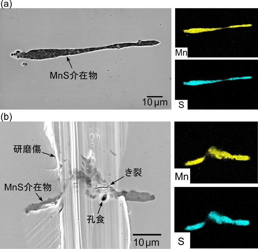 なぜ粗い研磨でステンレス鋼は錆びやすくなるのか？～MnS介在物に着目した耐食性低下の機構解明～