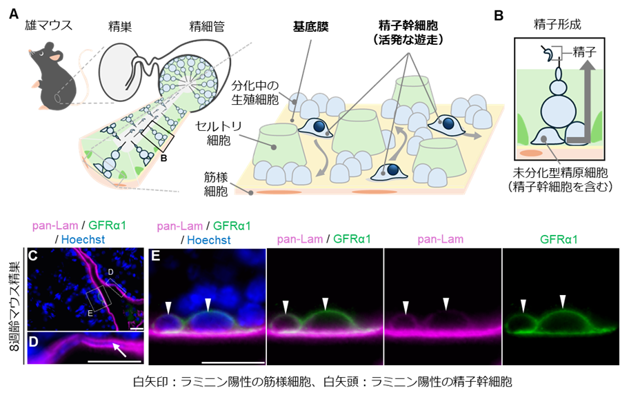 他人まかせでない精子幹細胞の足場づくり ―自ら基底膜タンパク質を作り、生存環境を維持していた！―