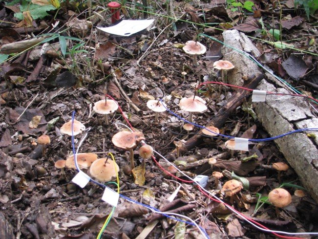 外生菌根菌の菌糸ネットワークによる情報伝達を確認 ―森のキノコはあなたの立ちションに気づき、ウワサしている!?―