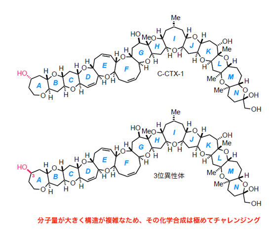 世界初、カリブ海型シガトキシン C-CTX1の全合成に成功 ―C3位異性体の毒性発見で中毒予防研究に大きく前進―