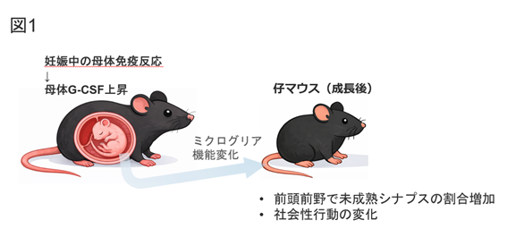 妊娠中の免疫反応が仔の脳発達に影響する可能性－未成熟シナプス増加と社会性行動変化をマウスで確認－