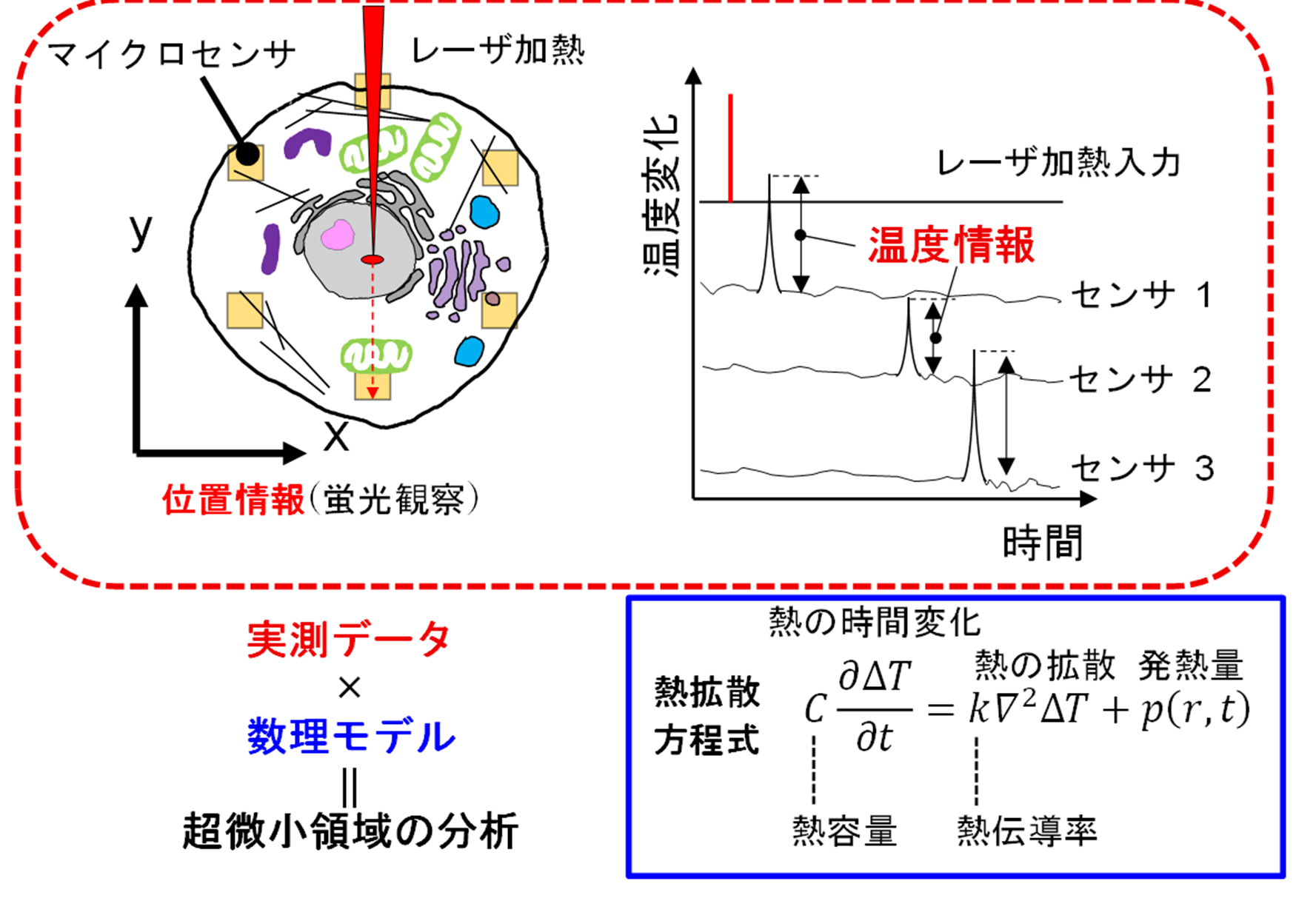 細胞内小器官の熱伝導率を初めて定量化 ─センサより小さな領域の熱分析を可能にする技術を開発─