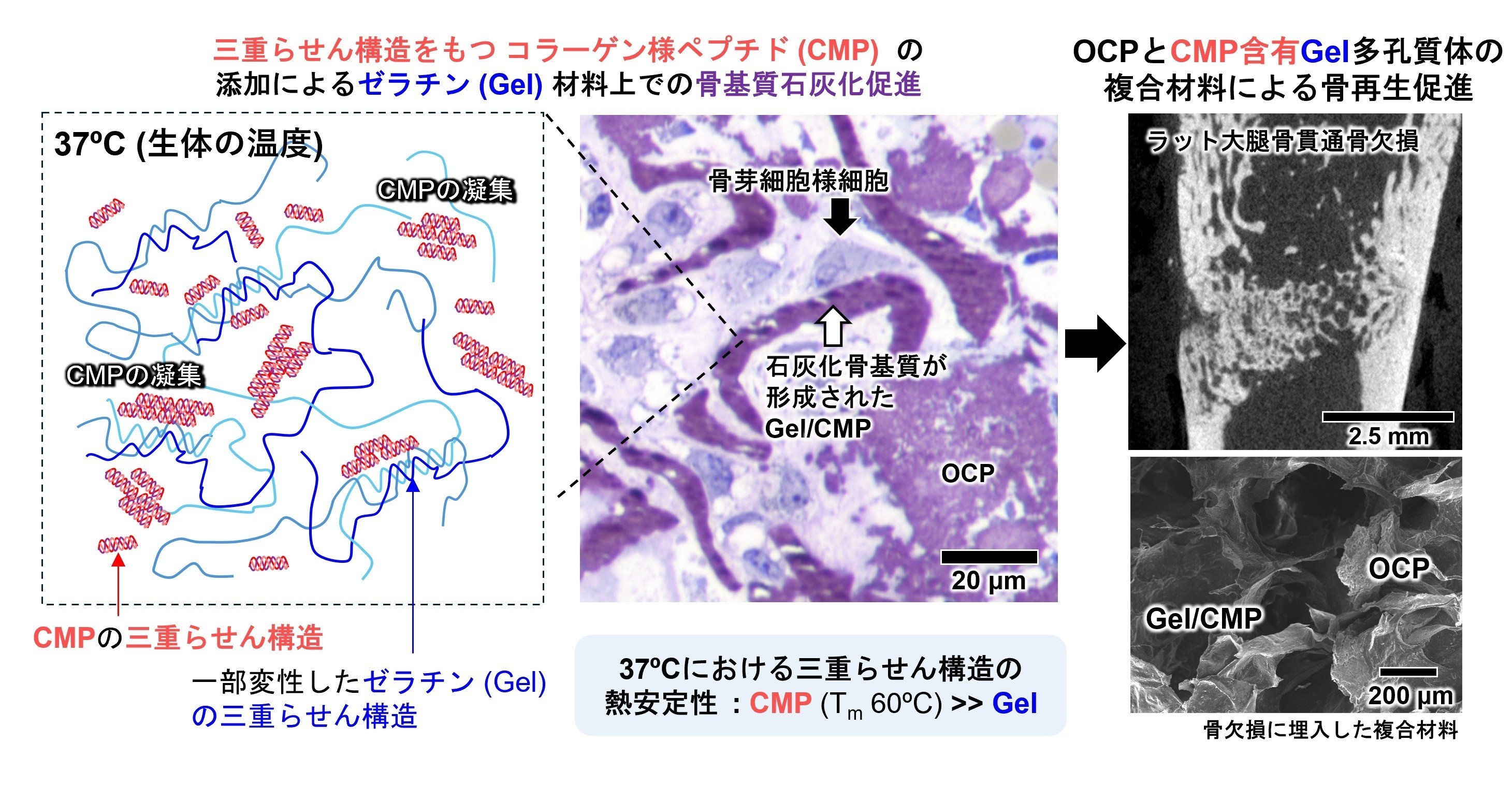 有望な骨補填材の骨再生力を増強―リン酸八カルシウム/ゼラチン/コラーゲン様ペプチド組成が骨形成を促進―