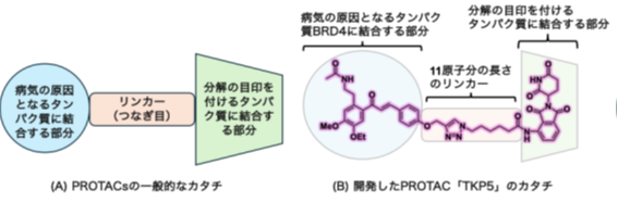 PROTAC分子の効率的な改良を可能にする合成手法 ―タンパク質分解医薬の開発を加速―