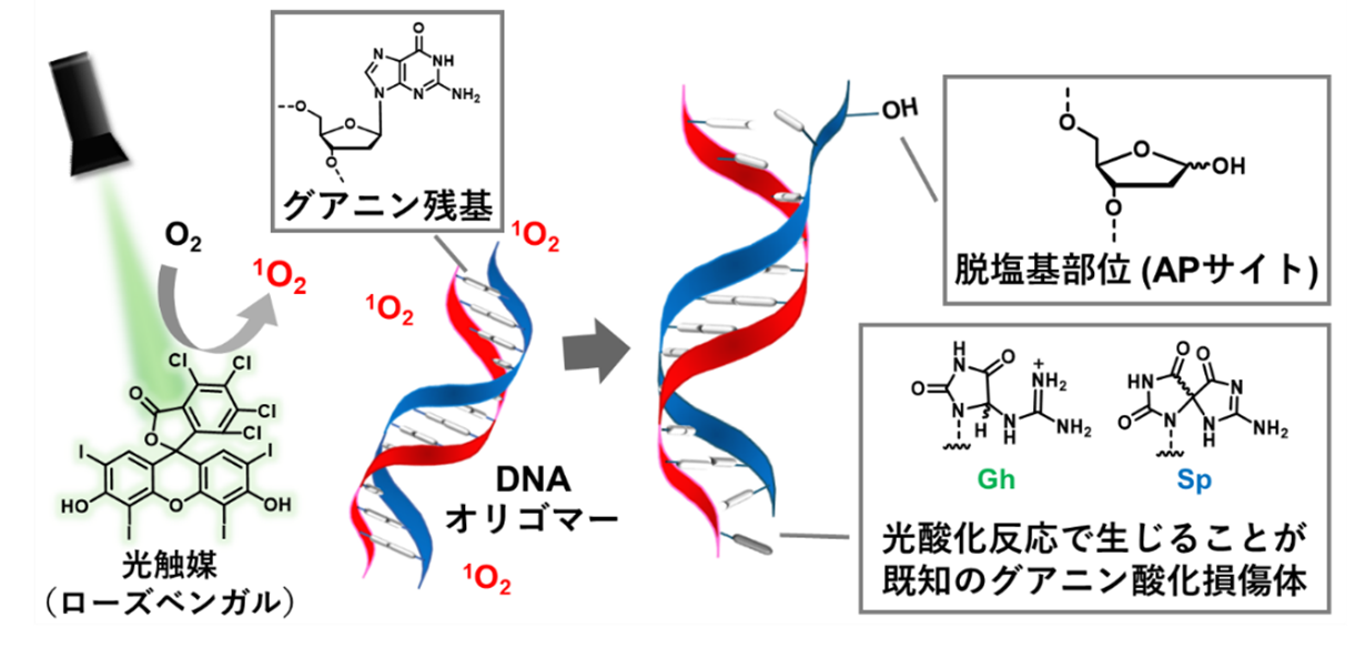 活性酸素が引き起こす見逃されていたDNA損傷プロセス ― 光反応による「脱塩基部位」の生成を発見、次世代の光機能性DNAを実現する精密設計の基盤へ ―