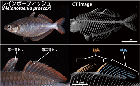 魚類ヒレの多様性を生む新メカニズムを解明 棘条(きょくじょう)の進化は棒状コラーゲンからの解放が鍵だった