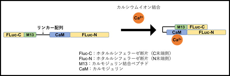 細胞内カルシウム濃度の変化を検出する新たなバイオセンサーを開発 血中生理活性物質の測定や創薬開発の迅速化に貢献