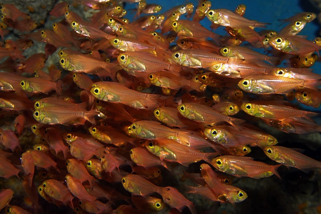 「盗んだタンパク質」で光る魚、全ゲノム解読に成功 －消化されないタンパク質の謎解明へ－